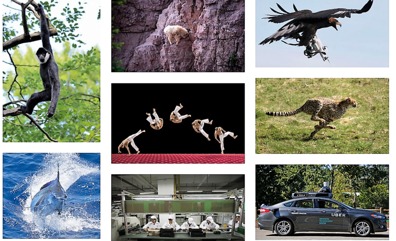 Agile animals — inspiration for robot locomotion