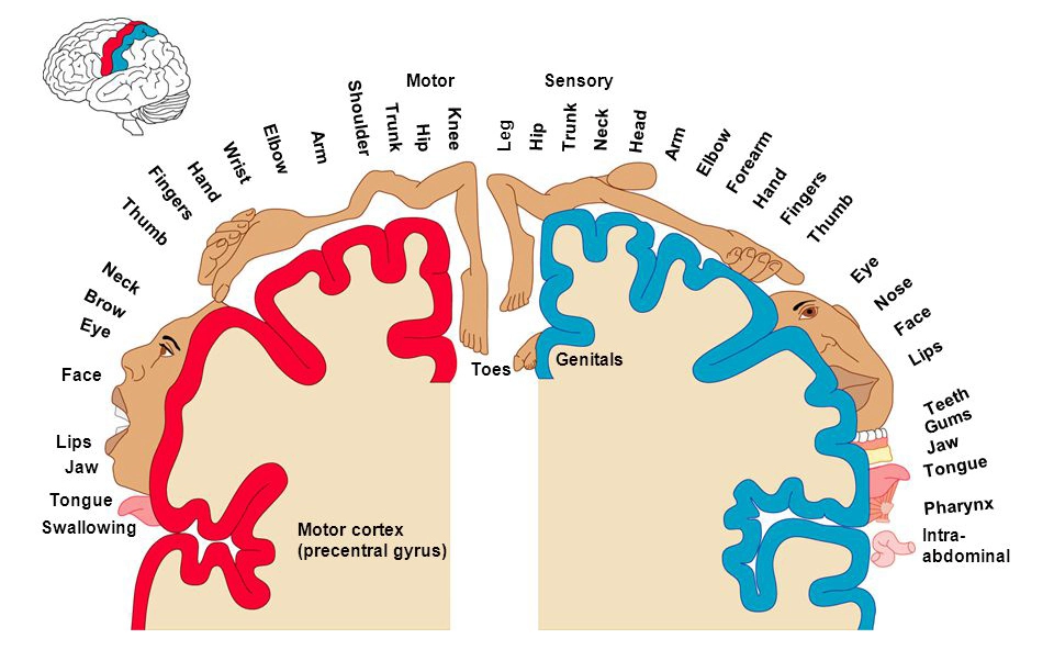 Sensorimotor Coordination